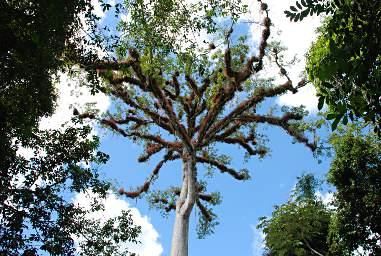 Ceiba