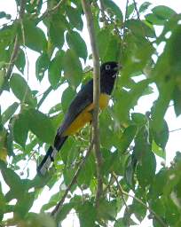 White Tailed Trogon