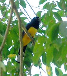 White Tailed Trogon