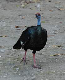 Ocellated Turkey