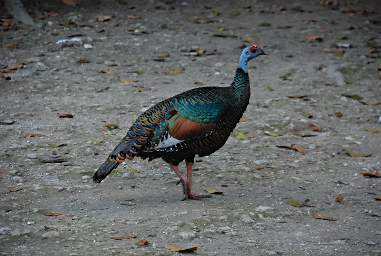 Ocellated Turkey