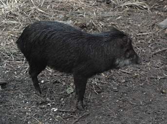 Peccary