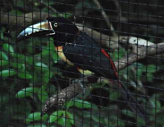 Aracari