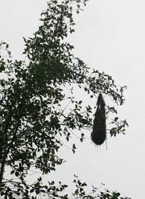Russet-Backed Oropendola Nest