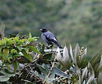 Red-Crested Cotinga