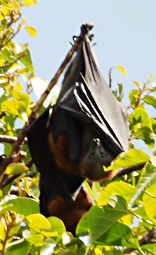 Fruit Bat