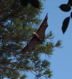 Fruit Bat Flying