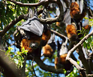 Fruit Bat