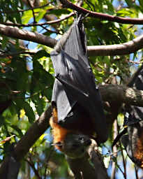 Fruit Bat