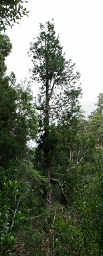 Huon Pine