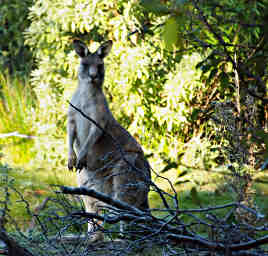 Forester Kangaroo