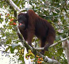 Kinabatangan River