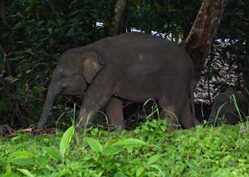 Kinabatangan Pygmy Elephant Youngster