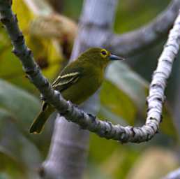 Sepilok Bird Green Iora