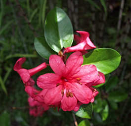 Red trumpet Flower