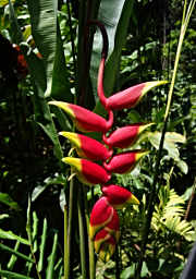 Heliconia