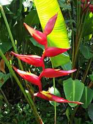 Heliconia