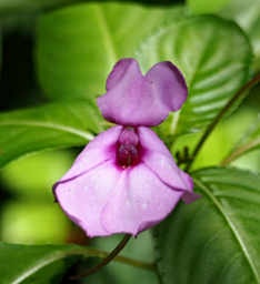 Impatiens