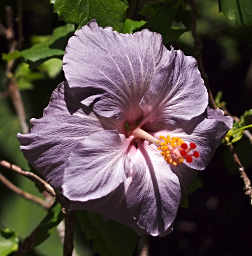 Purple Hibiscus