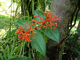 Medinilla Scortechinii