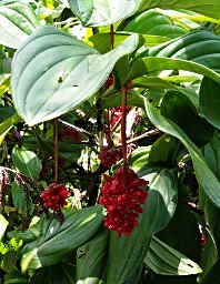 Crimson Medinilla