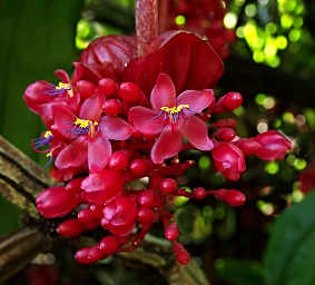 Crimson Medinilla