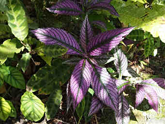 Persian Shield