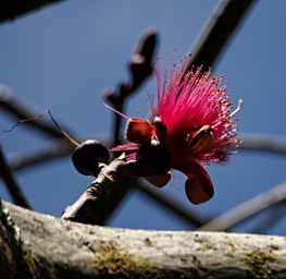 Bombax Tree Flower