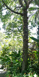 Cannonball Tree