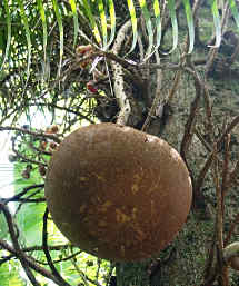 Cannonball Tree Fruit