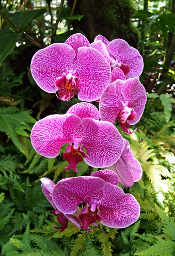 Orchid