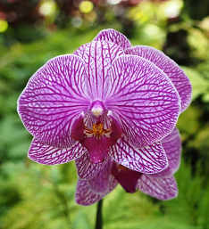 Orchid