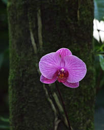 Orchid on Tree