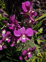 Malaysian OrchidFlower