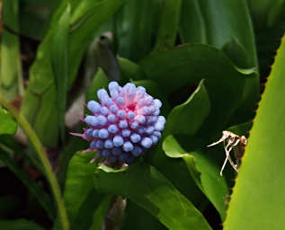 Blue Bromeliad