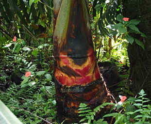 Tree fern trunk