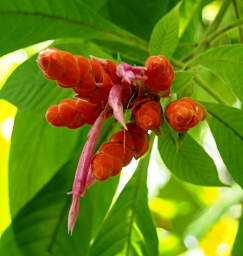 Aphelandra