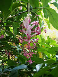 Medinilla Magnifica