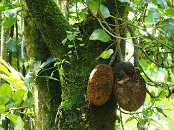 Jackfruit Tree