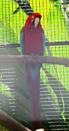 Scarlet Macaw