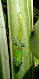 Hawaiian Green Gecko