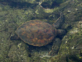 Green Turtle