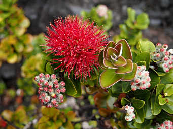 Metrosideros Polymorpha (Ohi'a lehua)