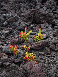 New shrub in lava