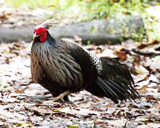 Kalij Pheasant Male