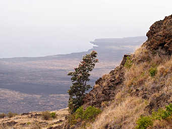 Metrosideros Polymorpha (Ohi'a)