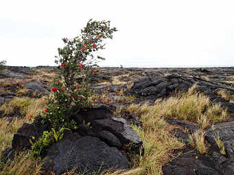 Metrosideros Polymorpha (Ohi'a lehua)