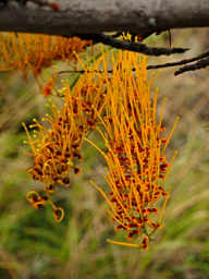 Silk Oak