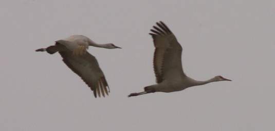 Sandhill Cranes