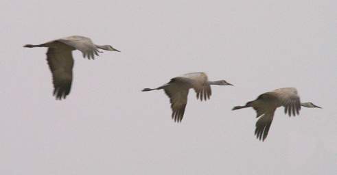 Sandhill Cranes